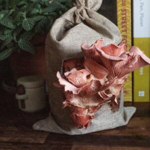 Mushroom Grow Kit