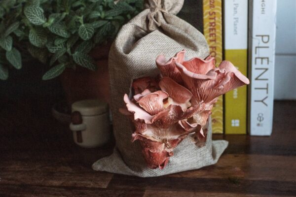 Mushroom Grow Kit