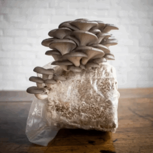 Oyster Mushrooms Grow Kit