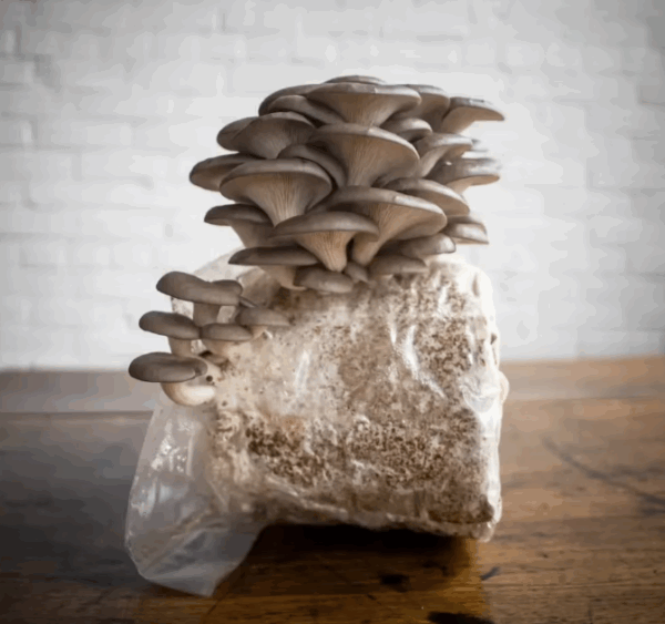 Oyster Mushrooms Grow Kit