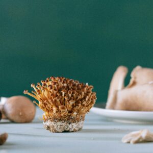 Edible Mushroom Starters