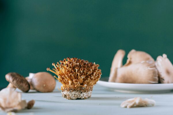Edible Mushroom Starters
