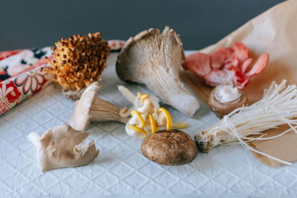 Mushroom Spore Set